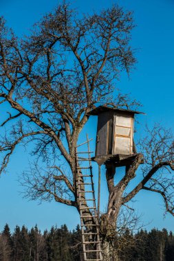 Titreyen bir ağacın tepesinde saklanıyor.