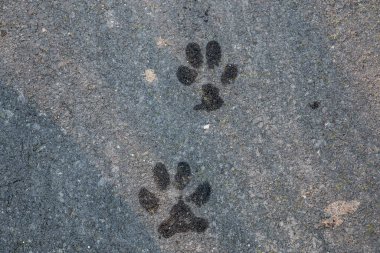 Köpeğin ya da yerdeki kurdun ıslak ayak izleri.