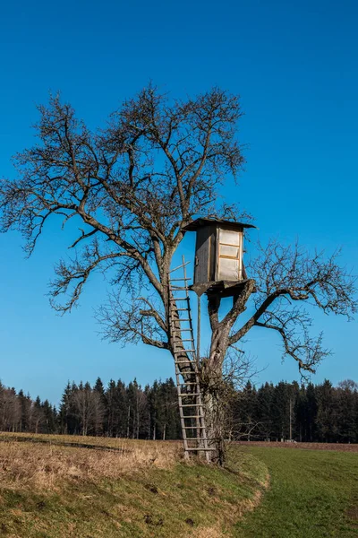 Titreyen bir ağacın tepesinde saklanıyor.