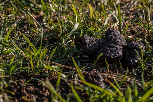 Caca Perro Dejada Atrás Medio Del Campo —  Fotos de Stock