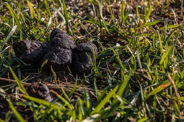 Dog Poop Left Middle Field — Stock Photo, Image