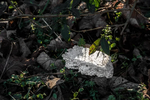 Rifiuti Plastica Buttati Mezzo Alla Natura — Foto Stock