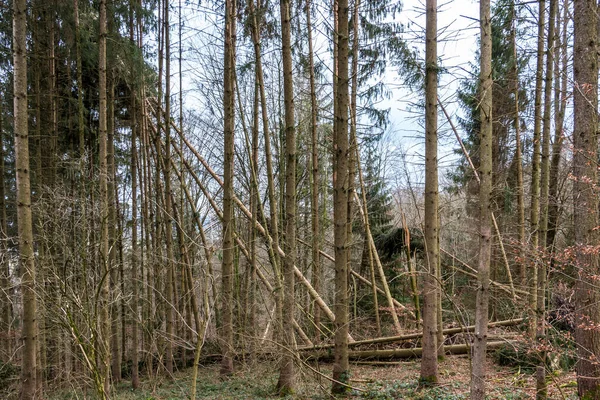 Árvores Quebradas Depois Uma Grande Tempestade Com Grandes Guinadas — Fotografia de Stock