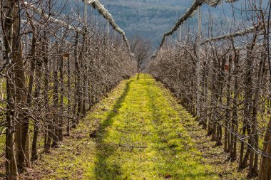 Kırsalın ortasındaki büyük elma ağacı çiftliği.