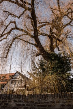 Kasabanın eski kısmındaki taş köprünün yanındaki eski ağaç.