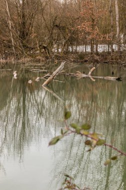 Durgun suları ve kırık ağaçları olan küçük bir bataklık.