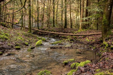 Yeşil ormanın ortasındaki kanyonun aşağısındaki küçük dere
