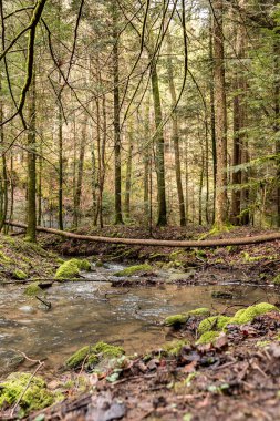 Yeşil ormanın ortasındaki kanyonun aşağısındaki küçük dere