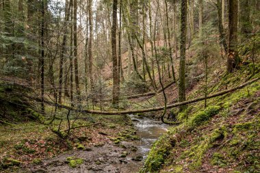 Yeşil ormanın ortasındaki kanyonun aşağısındaki küçük dere