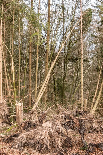 Brutna Träd Efter Stor Storm Med Stora Myrar — Stockfoto