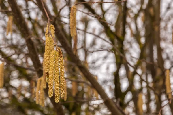 Nocciola Con Sacco Grande Polline Giallo Nocciola — Foto Stock