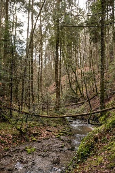 Petit Ruisseau Long Canyon Milieu Forêt Verte — Photo