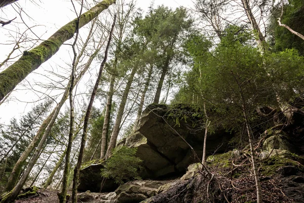 Huge Rocks High Trees Canyon Middle Green Forest — Stock Photo, Image