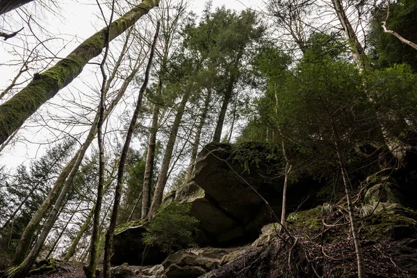 Enormes Rocas Árboles Altos Cañón Medio Del Bosque Verde — Foto de Stock