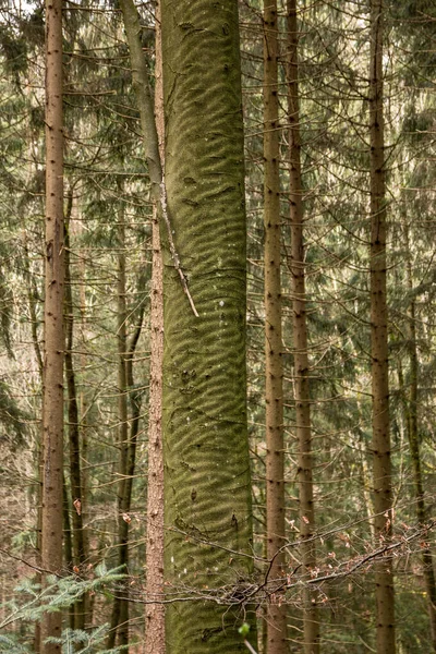 Ormanın Ortasında Güzel Yapıları Olan Ağaç Kabuğu — Stok fotoğraf