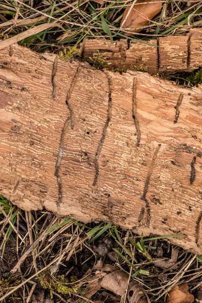 Many Worm Grooves Wooden Piece Tree Bark — Stock Photo, Image
