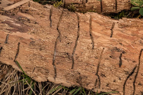 Birçok solucan ağaç kabuğunun üzerinde oyuklar.