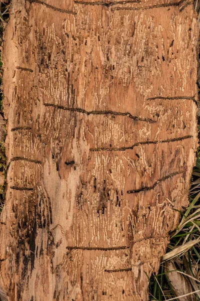 Muchos Surcos Gusano Pedazo Madera Corteza Árbol — Foto de Stock