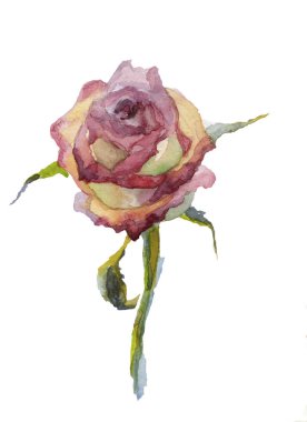 Tek sarı, kırmızı gül