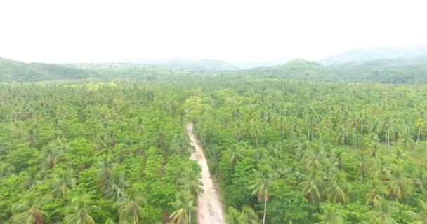 Légi drone madarak szem megtekintése video-ra palm erdő közepén egy hosszú, keskeny út. trópusi paradicsomban csendes-óceáni atoll-szigetek. Felülnézet. Shot 4k — Stock videók