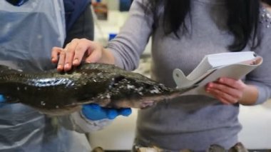 Restoran için lüks yemekler. Balıkçı dükkanında kadın müşterinin sevruga 'ya dokunuşunu yakından çek. Gıda kalite kontrol personeli. 4K 'da çekilmiş.