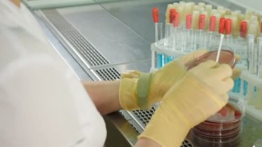 Petri kabı, insan analizi ve bilim konseptinde genetiği değiştirilmiş organizmaları kontrol eden deneysel bir laboratuvar uzmanı. Biyoloji araştırmacısı filizlenen tahıl örneklerini, mikrobiyoloji yeniliklerini analiz ediyor.