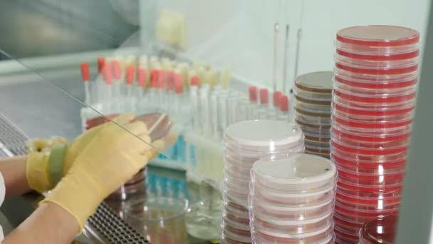 Experimental laboratory expert checking genetically modified organisms in Petri dish, human analysis and science concept. Biology researcher analyzing sprouted grains sample, microbiology innovation — Stock Video