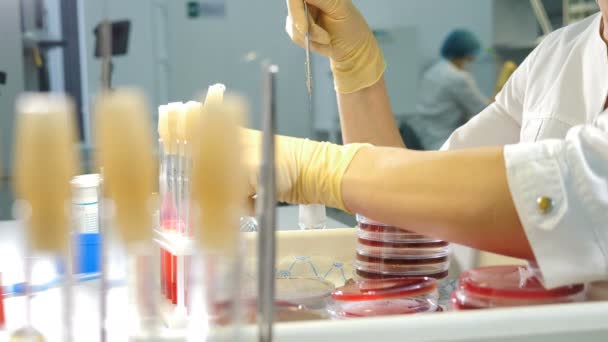 Cientista usando placa de Petri, de perto. A placa de Petri é preenchida com camada de meio nutriente. Assistente de laboratório em placa de Petri cultiva colônias de microrganismos. Cultura de sementeira de microrganismos — Vídeo de Stock