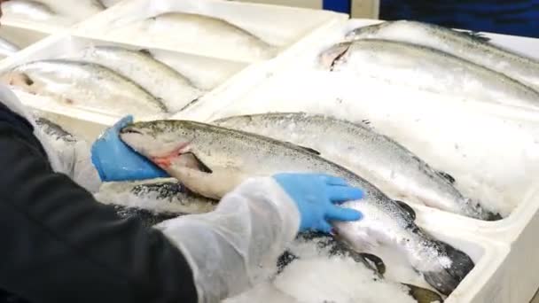 Peixes do mar fresco no gelo no mercado de balcão. Mercado de frutos do mar. O peixe é vendido no departamento de peixe do supermercado. Mercado de peixe em coutries costeiros. Fecha. 4 k tiro — Vídeo de Stock
