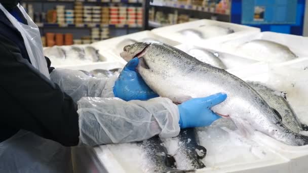 Peixes do mar fresco no gelo no mercado de balcão. Mercado de frutos do mar. O peixe é vendido no departamento de peixe do supermercado. Mercado de peixe em coutries costeiros. Fecha. 4 k tiro — Vídeo de Stock