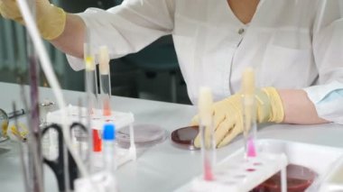 İzole edilmiş bakteri türünün hassasiyetini test etmek için steril bezle petri kabı üzerinde antibiyotik testi yapan bir laboratuvar uzmanı. İnsan tepkisi kavramı. 4k video