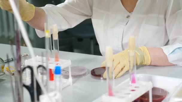 Laboratoriumspecialist doet antibiogram op petrischaal met steriel uitstrijkje, om gevoeligheid van geïsoleerde bacteriële stam te testen. Menselijke reseach concept. 4k video — Stockvideo