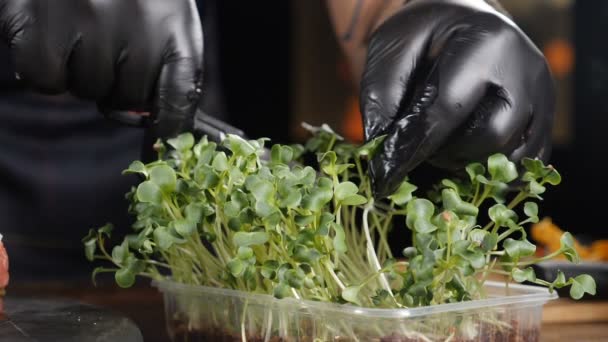 Detailní záběr kuchaře, jak odřezává mikrozeleninu na vaření. Micro greens na keři. Šéf odřezává zeleninu v restaurační kuchyni. Zpomal. Full hd — Stock video