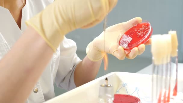 Laboratorium Mikrobiologiczne: Naukowiec współpracuje z naczyniami Petriego z różnymi bakteriami, tkankami i próbkami krwi. Koncepcja badań farmaceutycznych nad antybiotykami, leczeniem chorób z użyciem leków wzmacniających DNA — Wideo stockowe