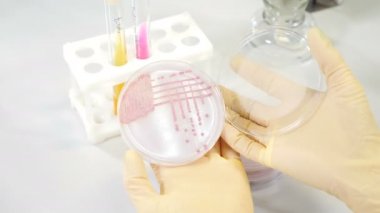 Modern laboratuvar uzmanı Petri kabı, insan analizi ve bilim konseptinde genetiği değiştirilmiş organizmaları kontrol ediyor. Biyoloji araştırmacısı filizlenen tahıl örneklerini, mikrobiyoloji yeniliklerini analiz ediyor. 4k