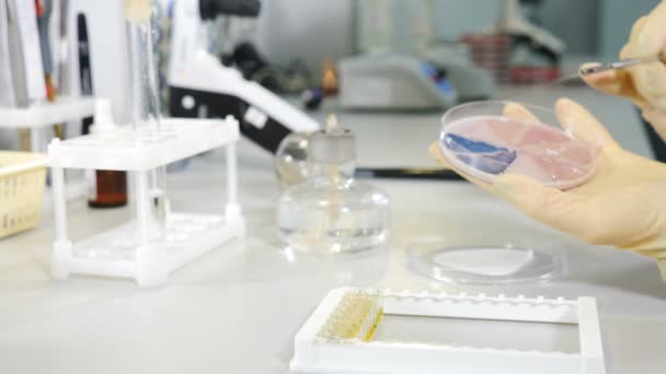 Лабораторія мікробіології: вчений працює з Petri Dishes з різними бактеріями, циклами та зразками крові. Концепція фармацевтичних досліджень антибіотики, лікування хвороб, що поширюються на ДНК — стокове відео