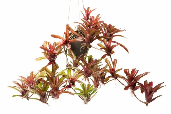 Bromeliad dalam pot bunga — Stok Foto