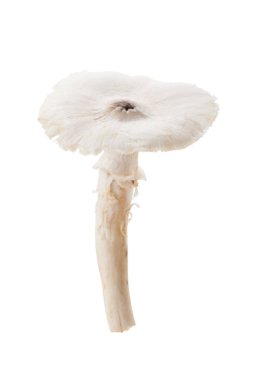 Termitomyces mantar veya termit mantar 