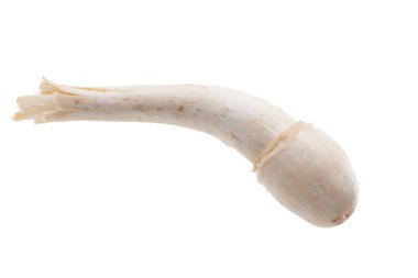 Termitomyces mantar veya termit mantar 