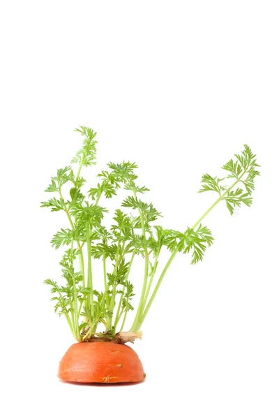 Tumbuhan muda wortel, pertumbuhan di itsel — Stok Foto