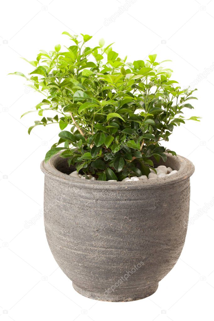 Orange jasmine in flower pot