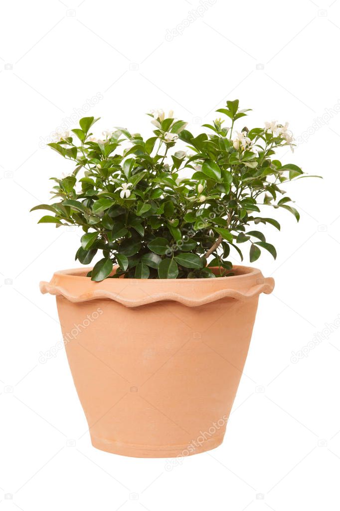 Orange jasmine in clay pots