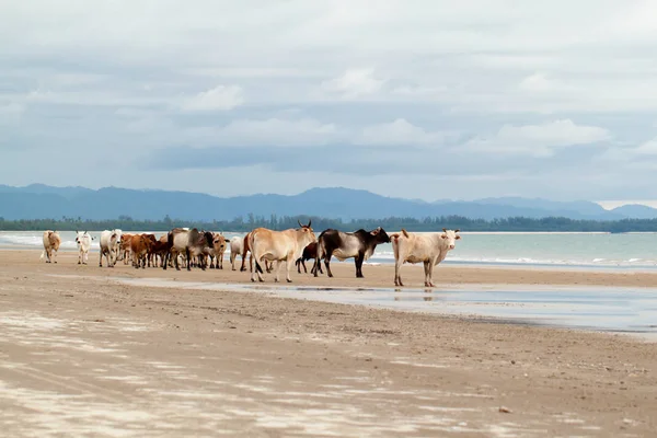 Vaca en la playa —  Fotos de Stock