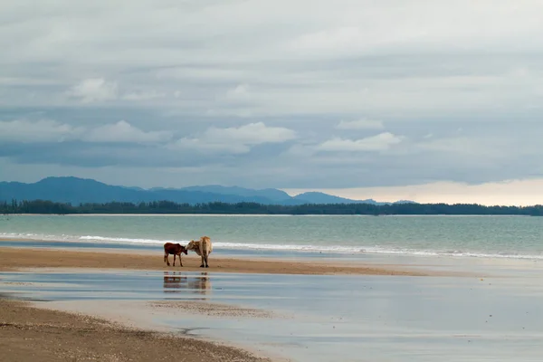 Vaca en la playa —  Fotos de Stock