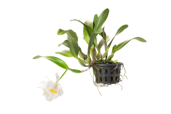 Cattleya & genres apparentés en pot de fleurs — Photo