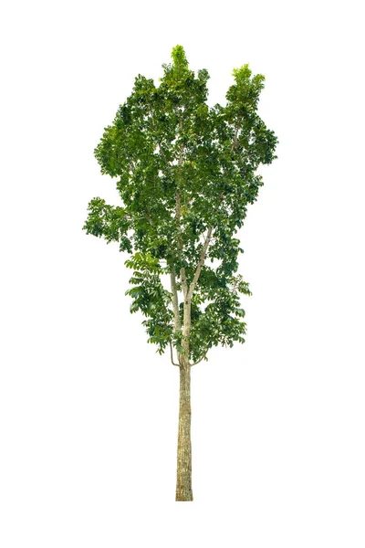 Isolated green tree — Stock Photo, Image