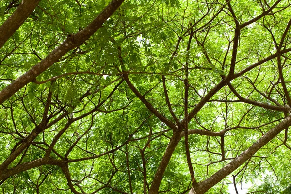 Ветка зелёного дерева — стоковое фото