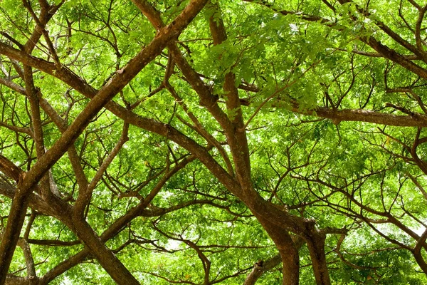 Ветка зелёного дерева — стоковое фото