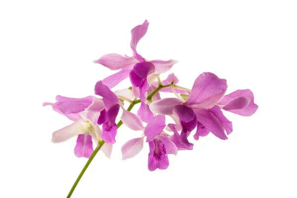 Dendrobium elszigetelt — Stock Fotó