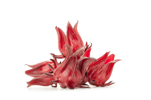 Rosela merah terisolasi — Stok Foto